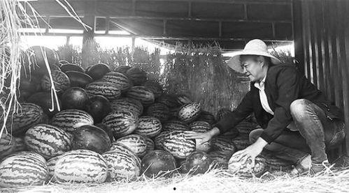 太谷区吃瓜群众事件,网络围观下的社会现象解析