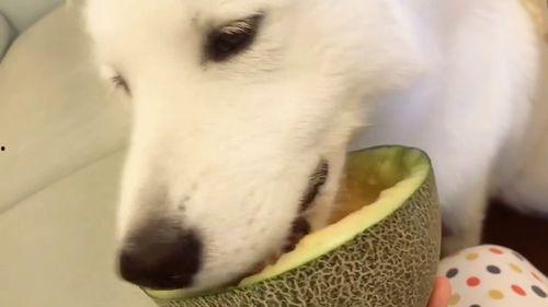 神奇的二狗子吃瓜群众,揭秘网络热点的幕后故事