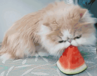 上海养宠物的群众吃瓜,吃瓜之余，宠物生活那些事儿