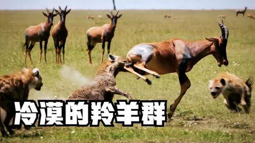 羊群和吃瓜群众哪个好一点