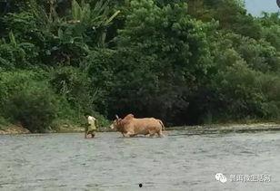 猴子吃瓜群众,揭秘网络时代的围观文化
