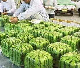 金凤区吃瓜群众,揭秘社区生活百态