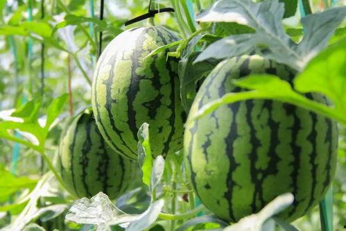 群众吃芥瓜视频,群众共享美味瞬间