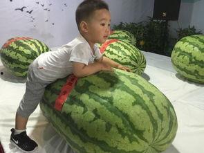 娄底吃瓜群众事件