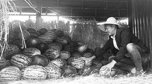 延津县吃瓜群众事件视频,一场网络舆论的风暴与反思