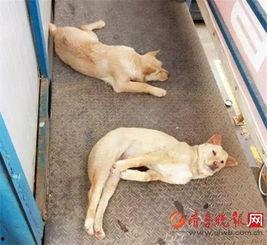 吃瓜群众广西土狗,吃瓜群众的美食传奇