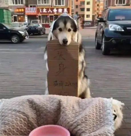 舔屏菜狗吃瓜群众,揭秘网络热点的幕后故事